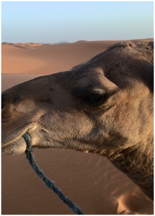 Ruta 4 Días 3 Noches Desde Tanger a Marrakech vea Desierto Merzouga