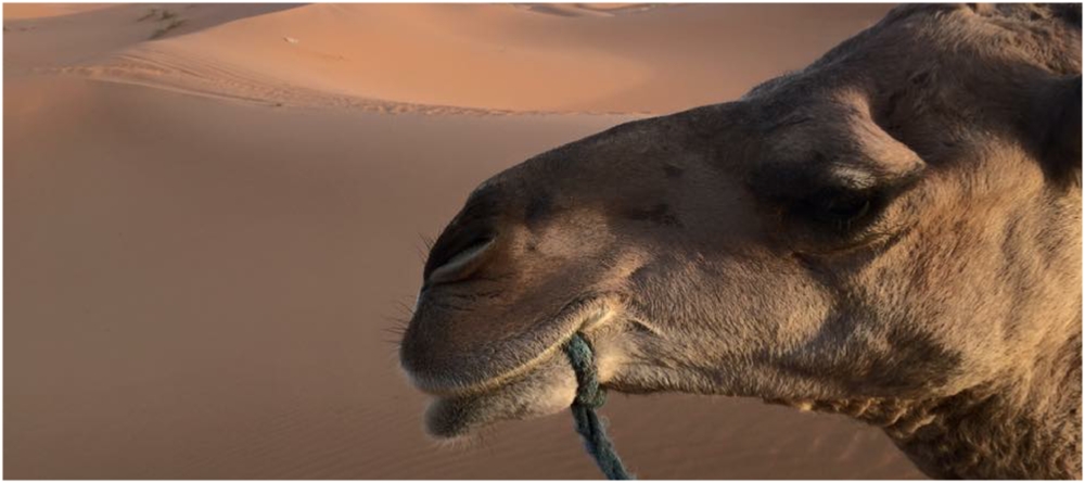 Ruta 4 Días 3 Noches Desde Tanger a Marrakech vea Desierto Merzouga